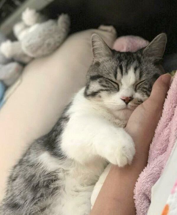 飼い主さんの手を枕にして眠るふにちゃん