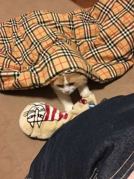 布団に隠れながらふみふみする猫