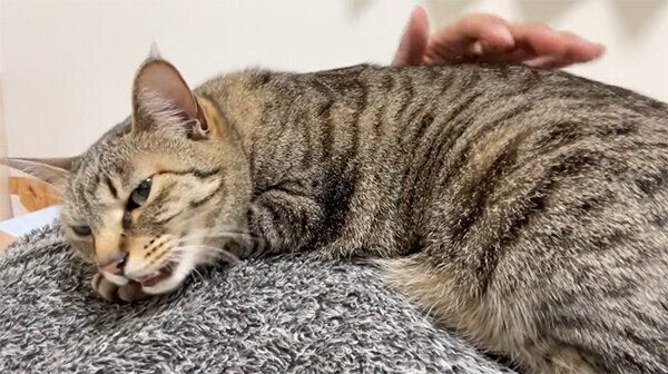 くつろぐ小豆ちゃん