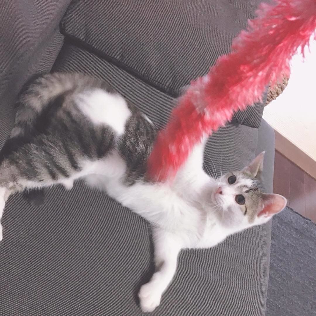 猫じゃらしで遊ぶタラちゃん