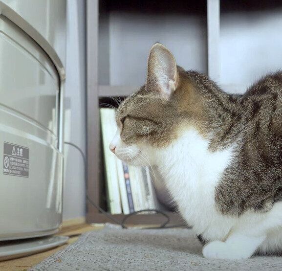 暖房がつくのを待つ、おはぎちゃん