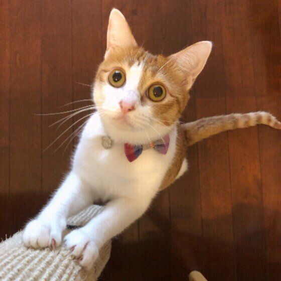 天井を凝視するニコルちゃん