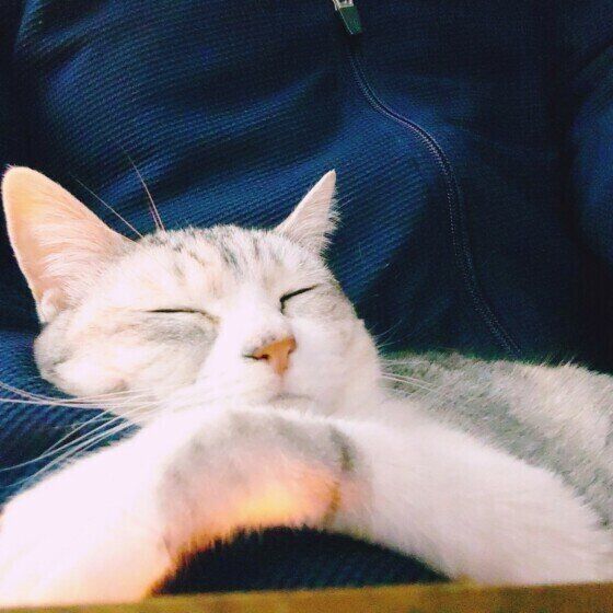 抱っこされて眠そうなサバトラ猫