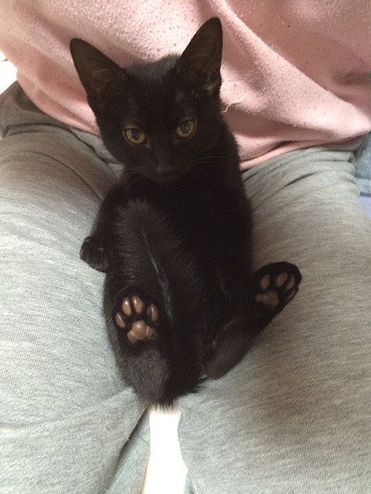 はじめまして！新連載「リュックと愉快な仲間たち。あ、あと響介」です