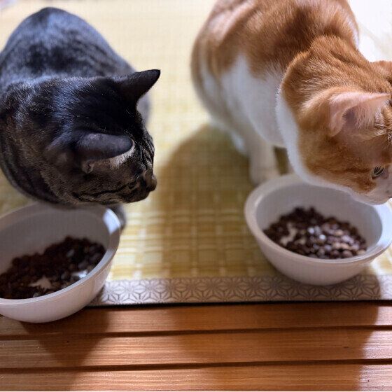 ごはんを食べる2匹の猫