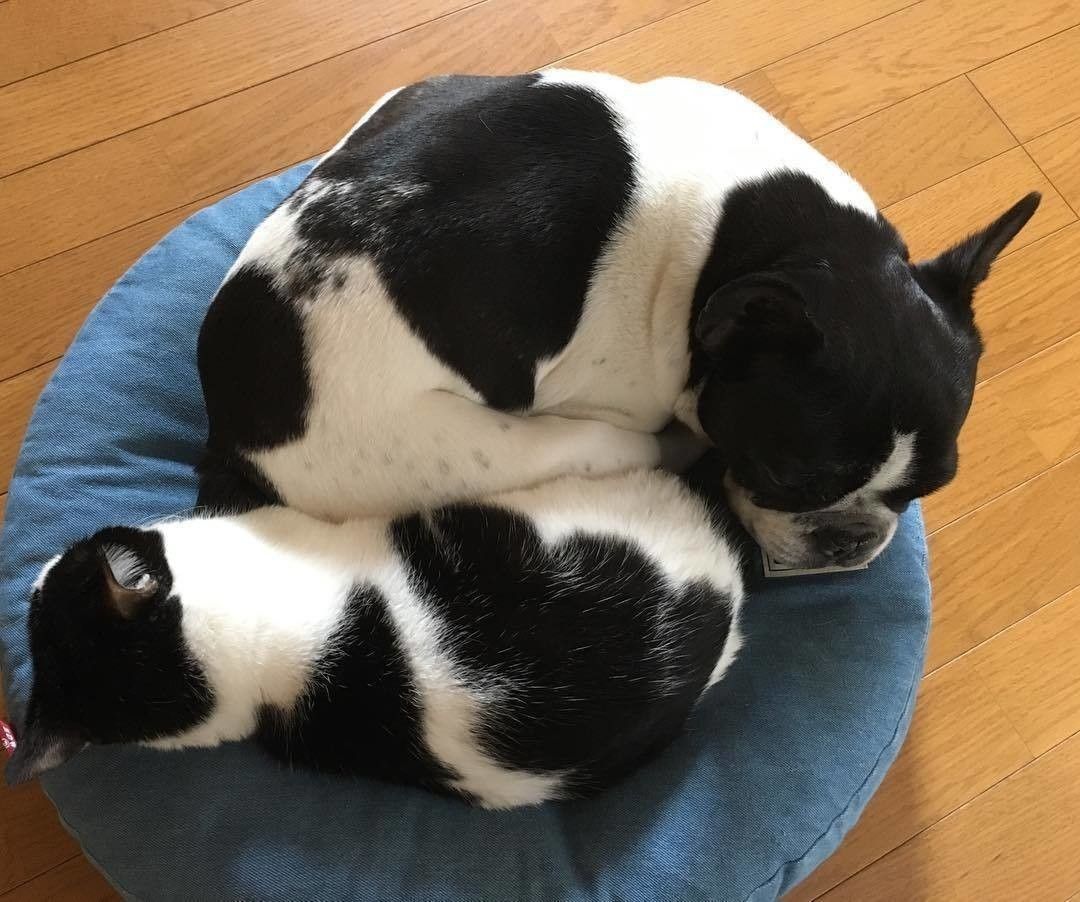 眠る猫とフレンチブルドッグ
