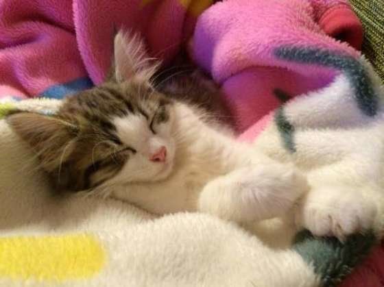 毛布と猫、ノルウェージャンフォレストキャット