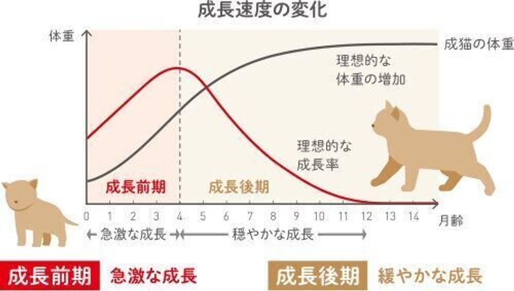 Pr 子猫用フードなど3点セットを無料で 抽選で6 000名様にプレゼント ねこのきもちweb Magazine Pr 子猫用フードなど3点セットを無料で 抽選で6 000名様にプレゼント ねこのきもちweb Magazine