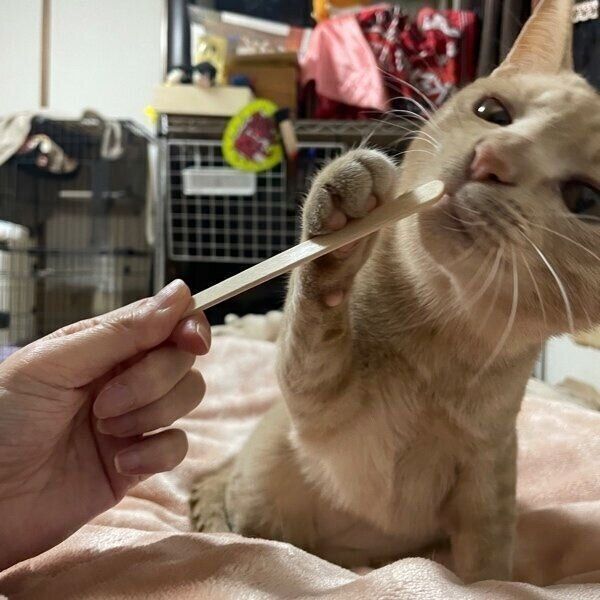 甘えるダニエルくん