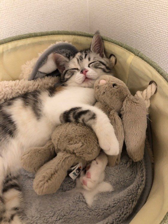 キキちゃん  スコティッシュフォールド