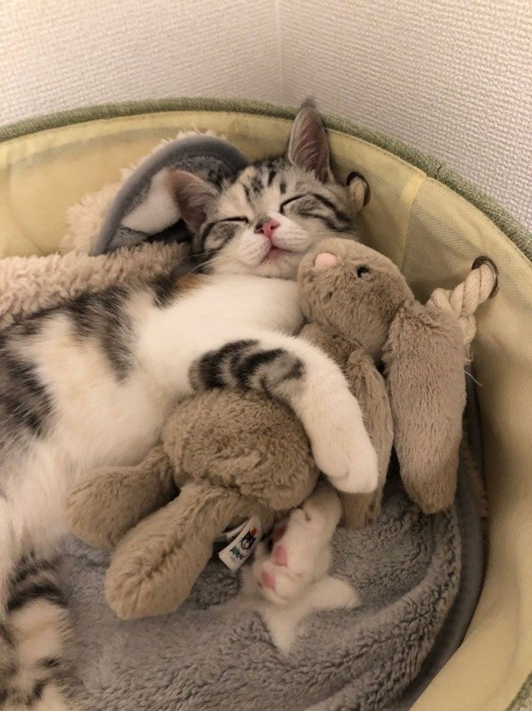 猫の睡眠時間は 時間 猫に睡眠が必要なワケ ねこのきもちweb Magazine 猫の睡眠時間は 時間 猫に睡眠が必要なワケ ねこのきもちweb Magazine