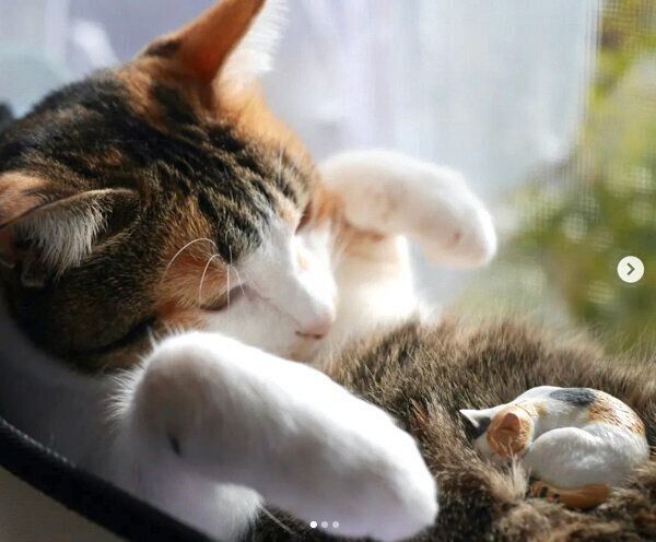 カプセルトイ「AIP 森口修の猫 フィギュアマスコット２～新色～」