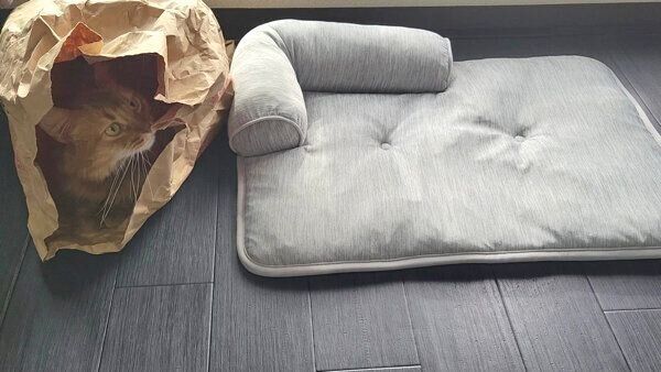 紙袋の中に入るしぴちゃん