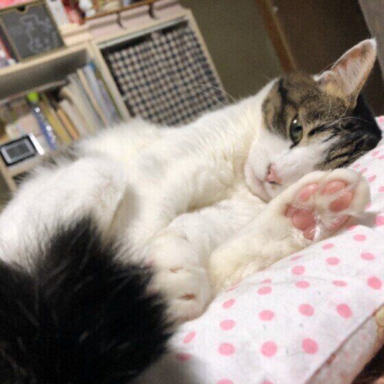 キジトラMixのラブリーちゃん