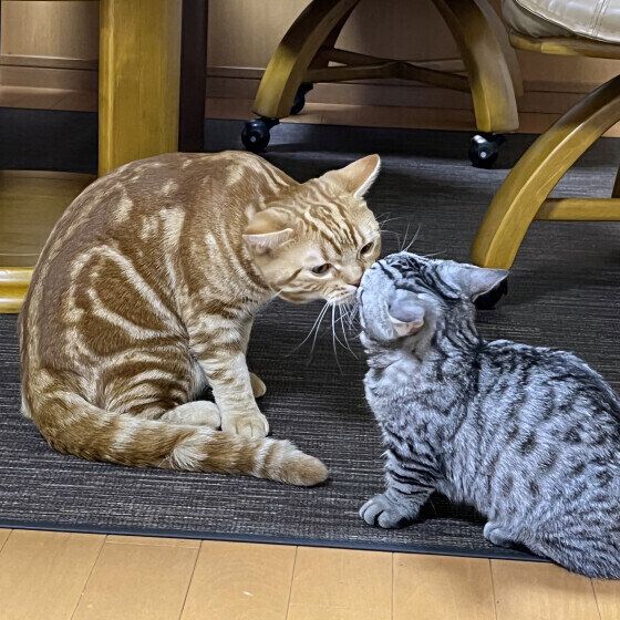 アメリカンショートヘアの琥珀くん