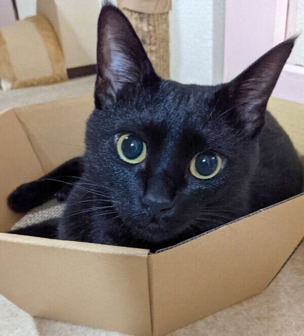 見つめるむーたん