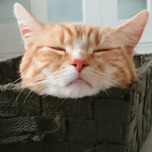 眠るマンチカン