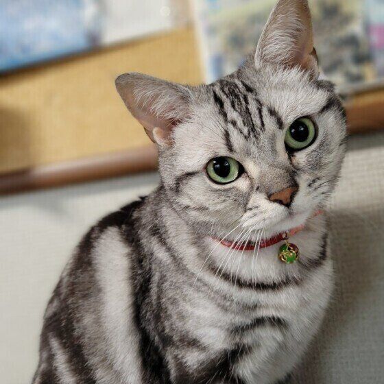 アメリカンショートヘアのみーちゃん♪