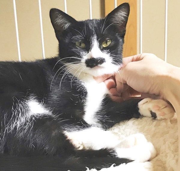 おヒゲがチャームポイントの元保護猫・レイちゃん
