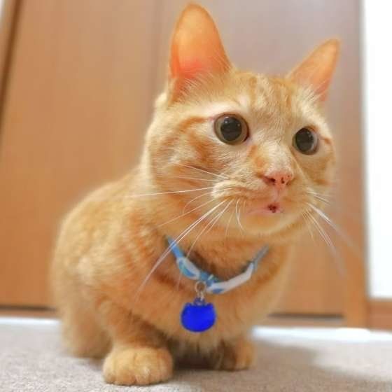 獲物を見つけた茶トラ