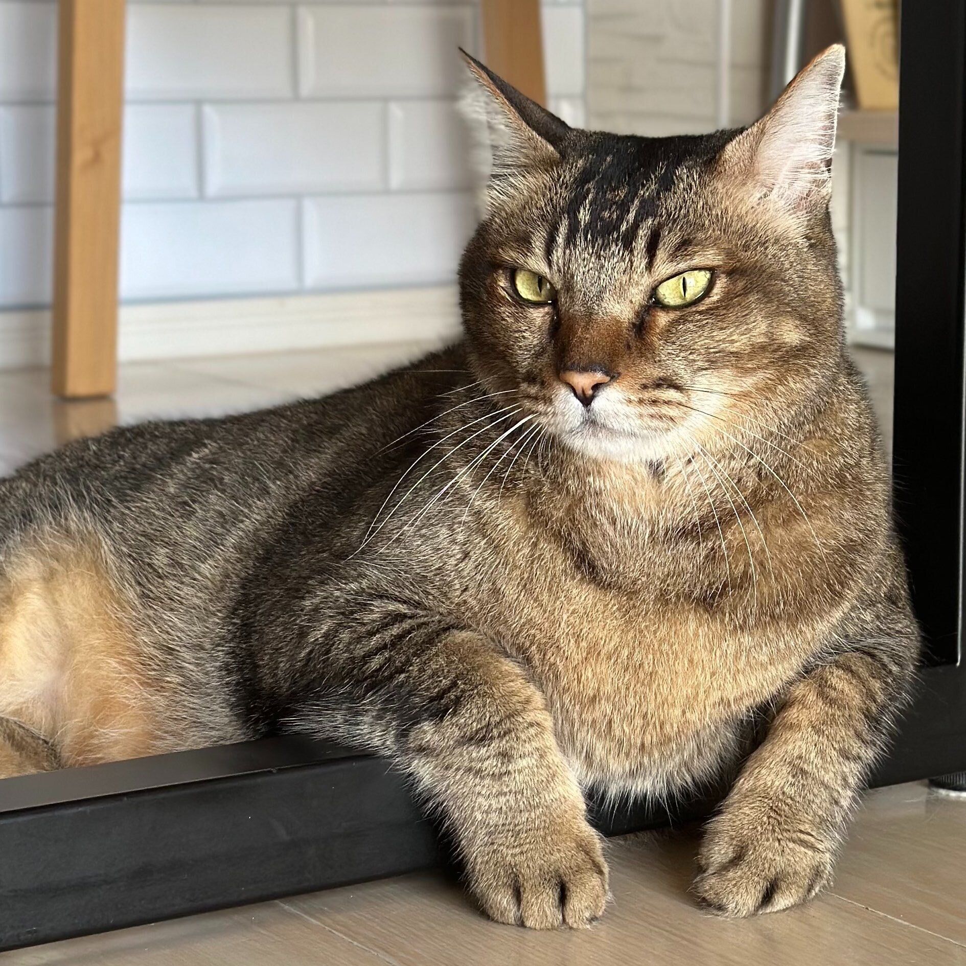 くつろいでいる11才の猫