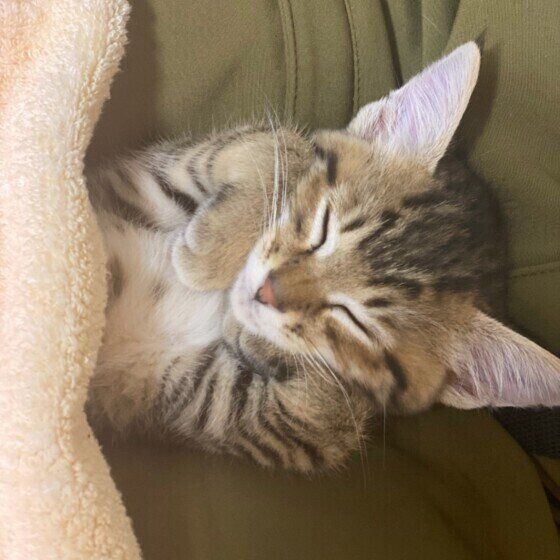 仰向けで寝る茶々ちゃん