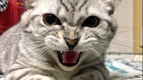 表情にビックリ