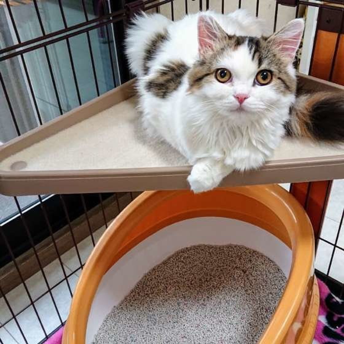 汚いのになんで 猫が 猫トイレ で寝てしまう心配な理由は ねこのきもちweb Magazine 汚いのになんで 猫が 猫トイレ で寝てしまう心配な理由は ねこのきもちweb Magazine