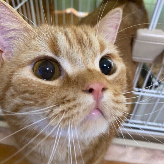 スコティッシュフォールドのこむぎ。くん