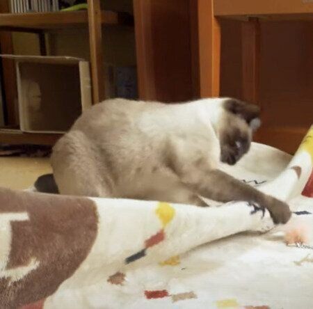 遊び盛りのわらびちゃん