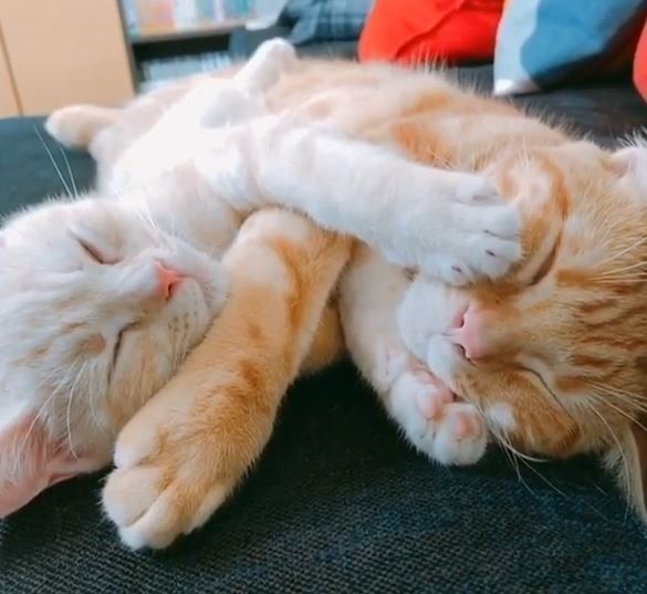 不思議な姿で寝るニャンコたち