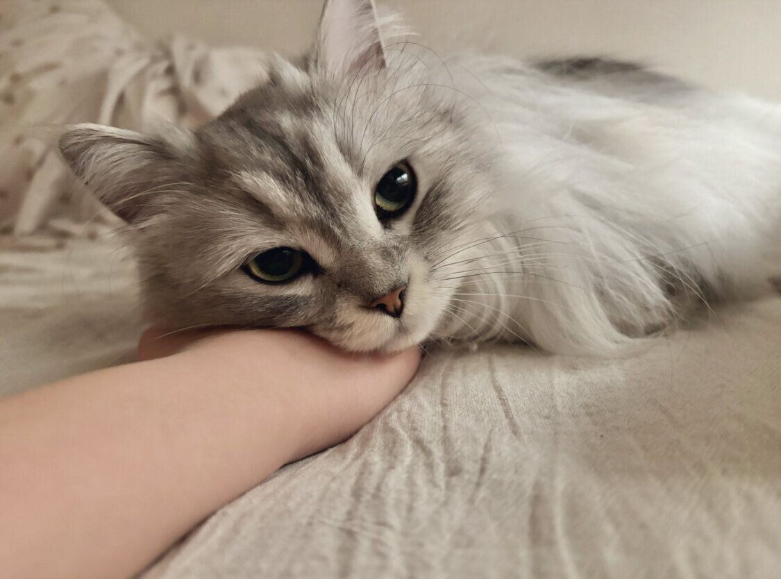 飼い主さんの手を枕にしたいすぴくん