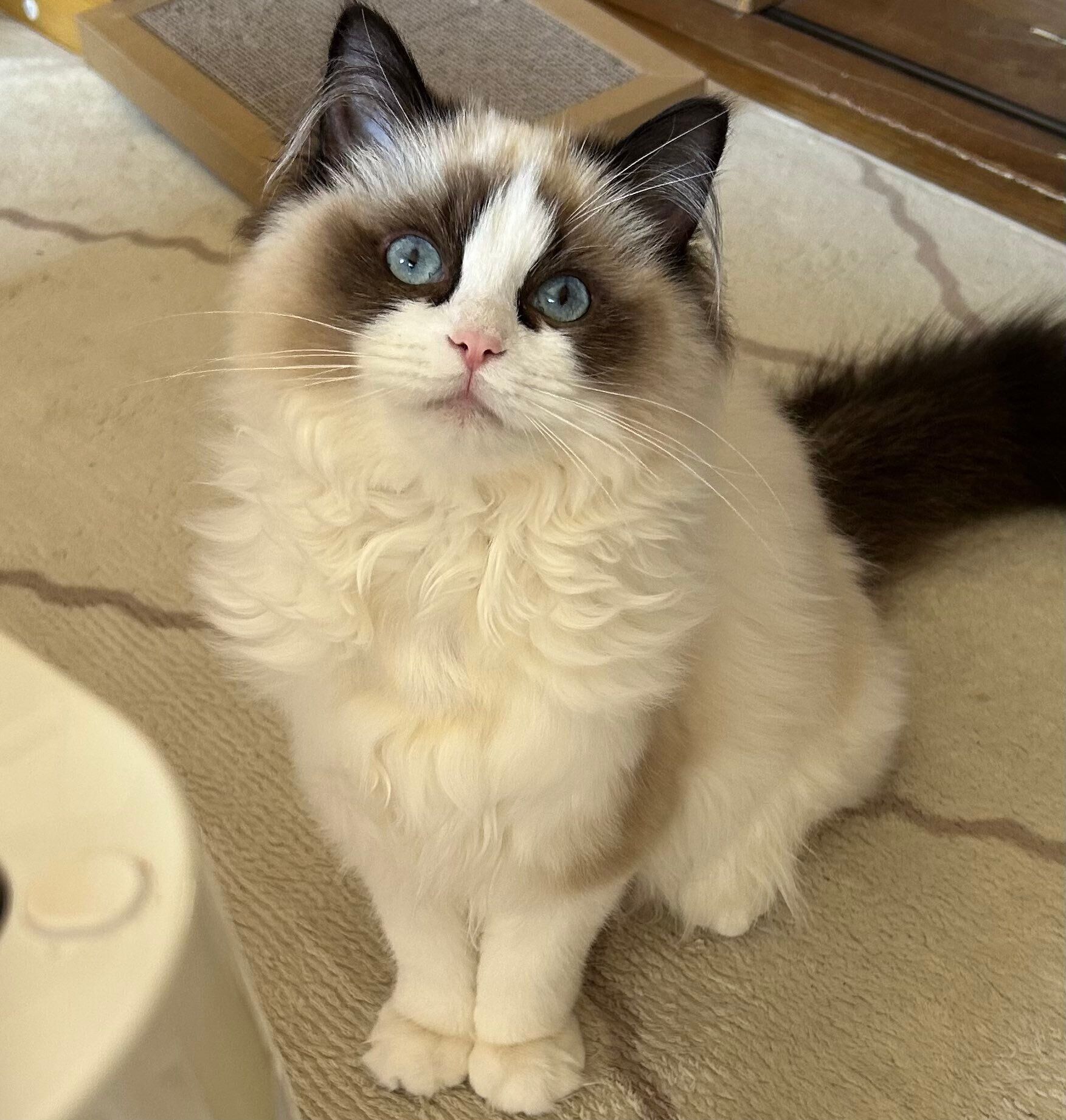 生後6カ月のころに撮影したミアちゃん