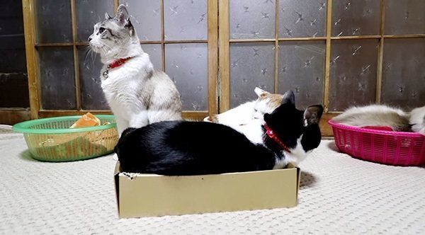 そっぽを向く猫