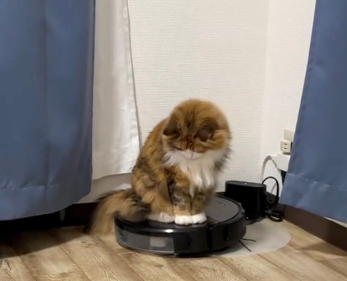 ロボット掃除機に乗る麦ちゃん