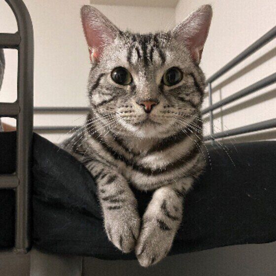 見つめるアメリカンショートヘア