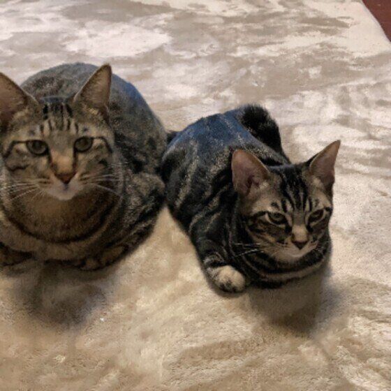 キジトラのコロンくん