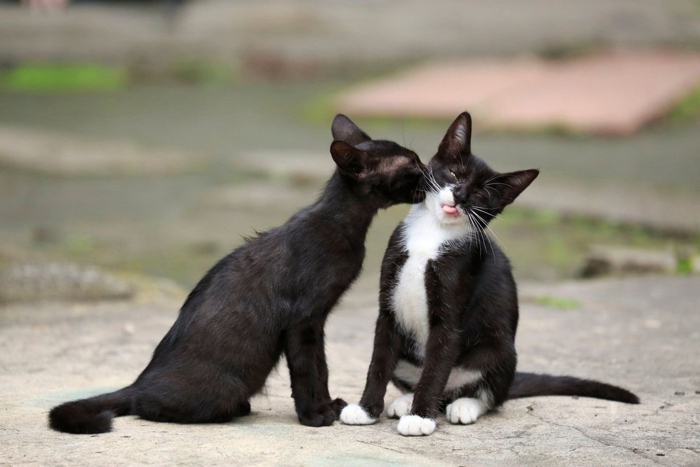 飼い猫だって恋をする 恋をする猫はこう変わる ねこのきもちweb Magazine 飼い猫だって恋をする 恋をする猫はこう変わる ねこのきもちweb Magazine