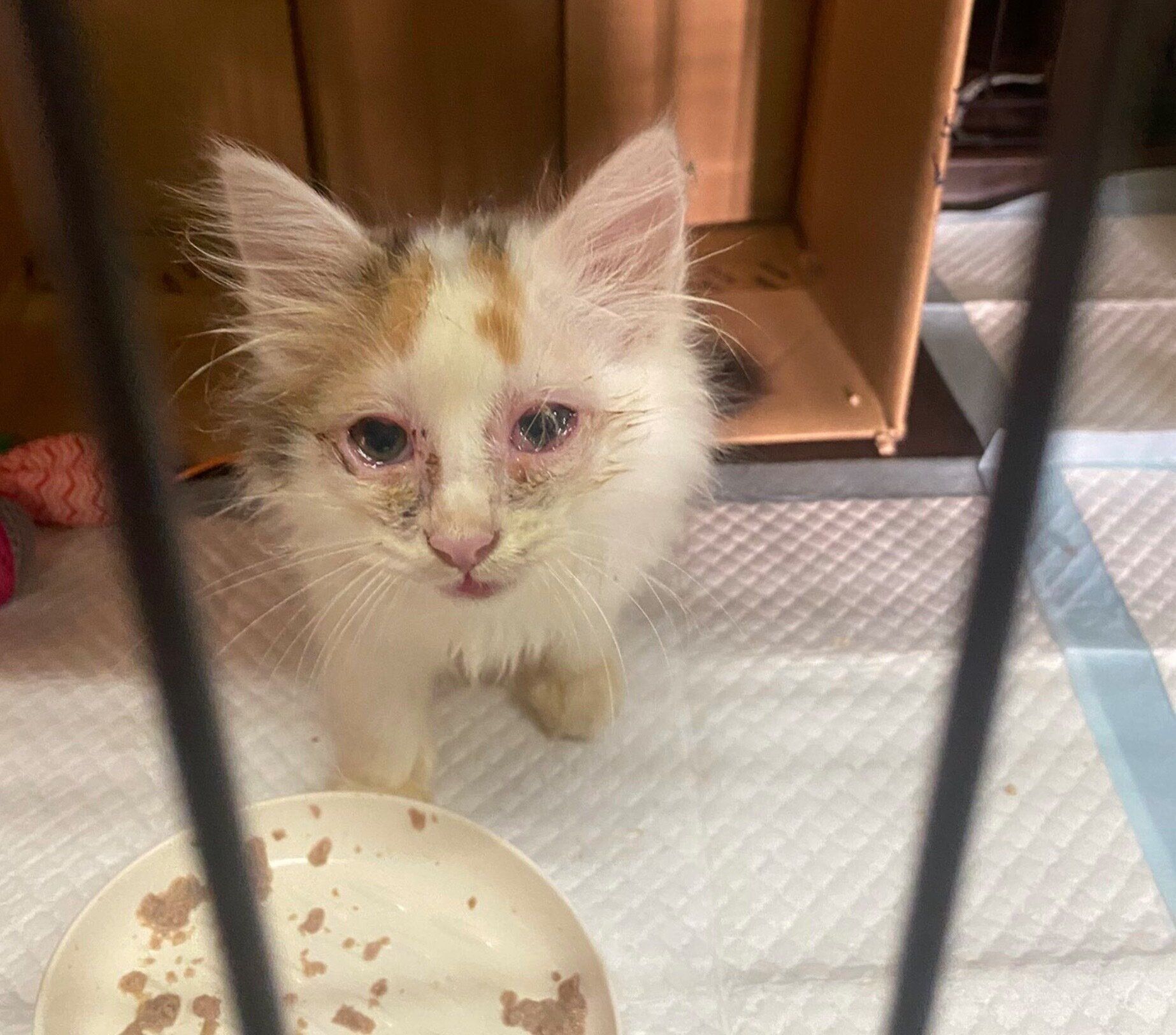 保護したばかりのころのひまりちゃん