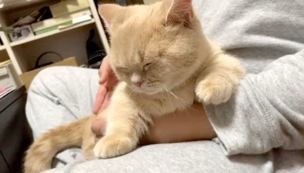 撫でてもらい気持ちよさそうなむぎくん