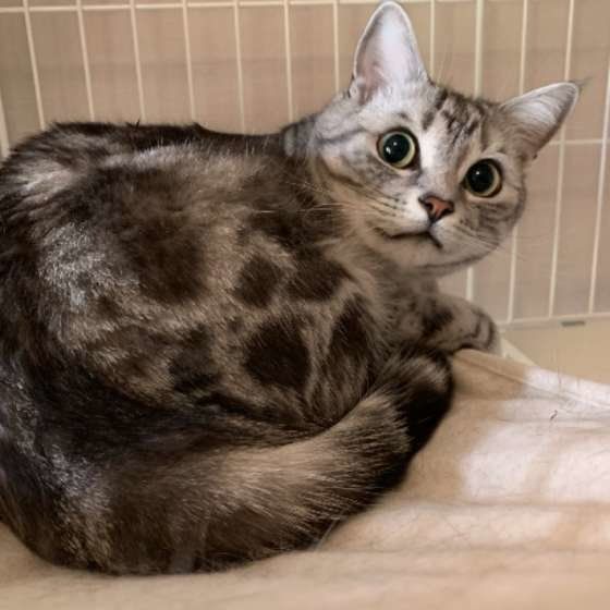 お部屋の掃除をしてほしいアメリカンショートヘアの小鉄くん