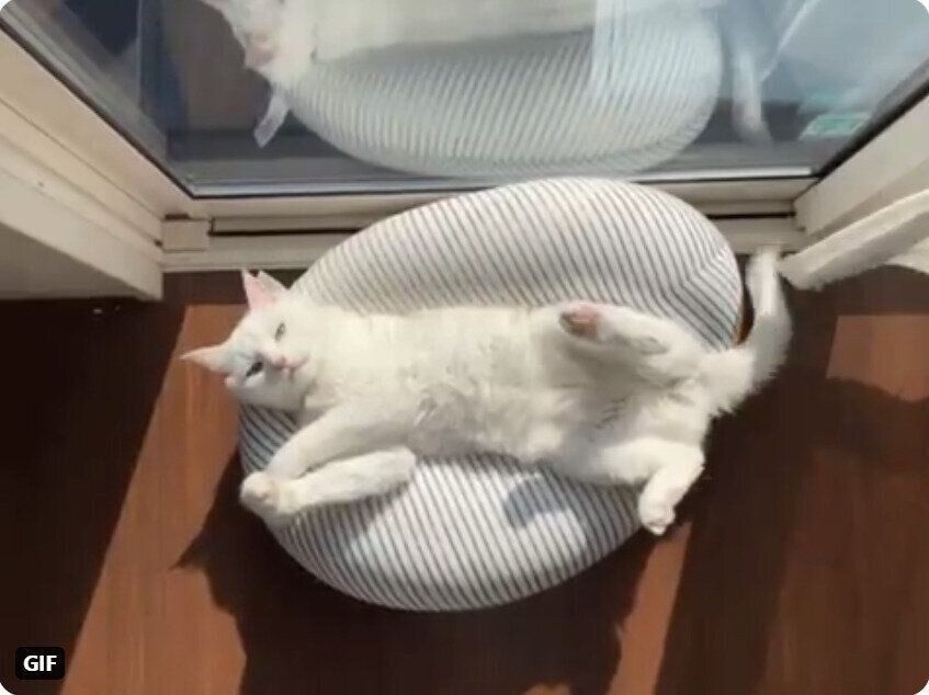 窓際の日なたでへそ天する猫