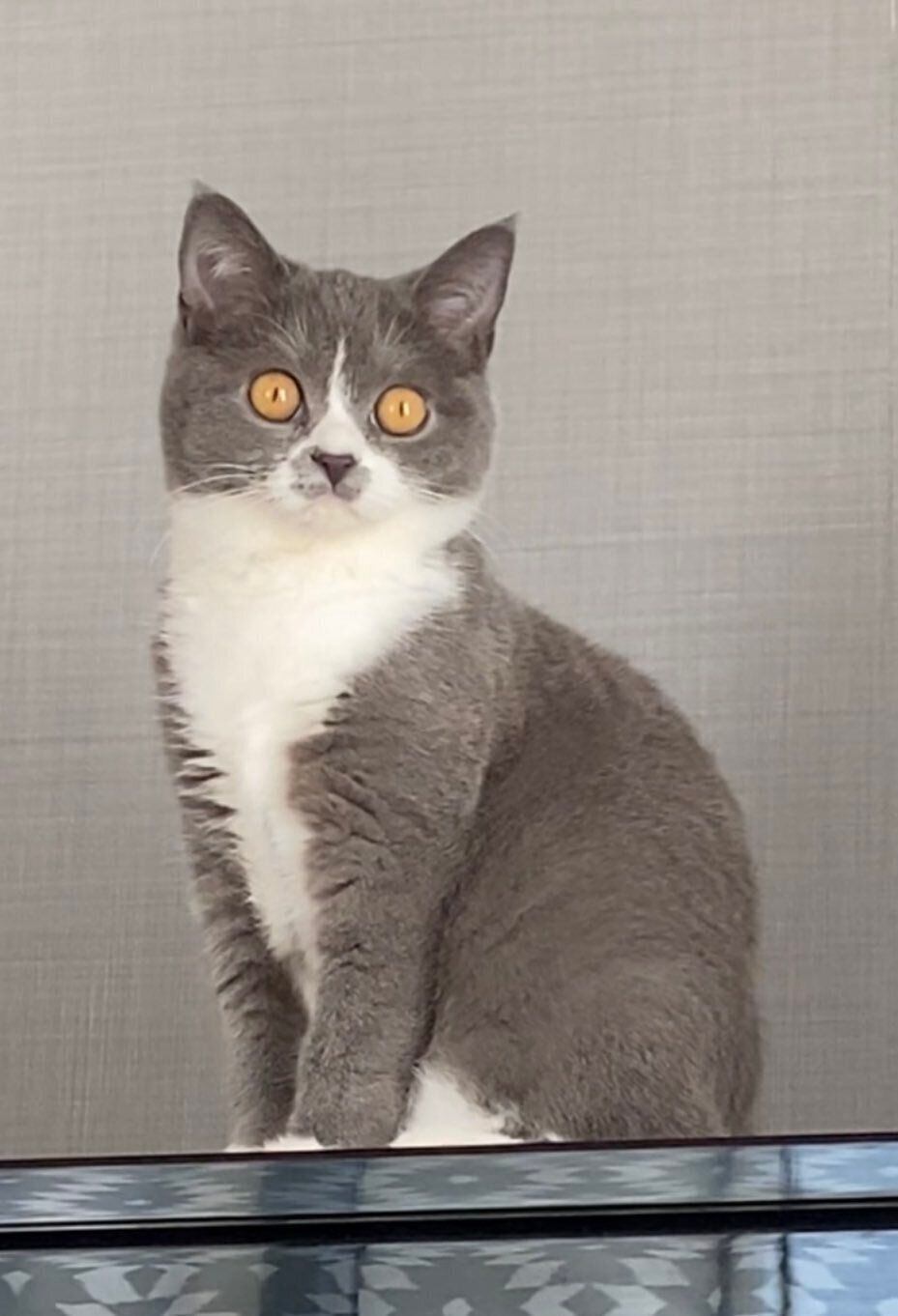 ピアノの上に座る生後6カ月のブリティッシュショートヘア