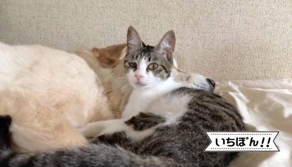 お布団でまったりする犬と猫