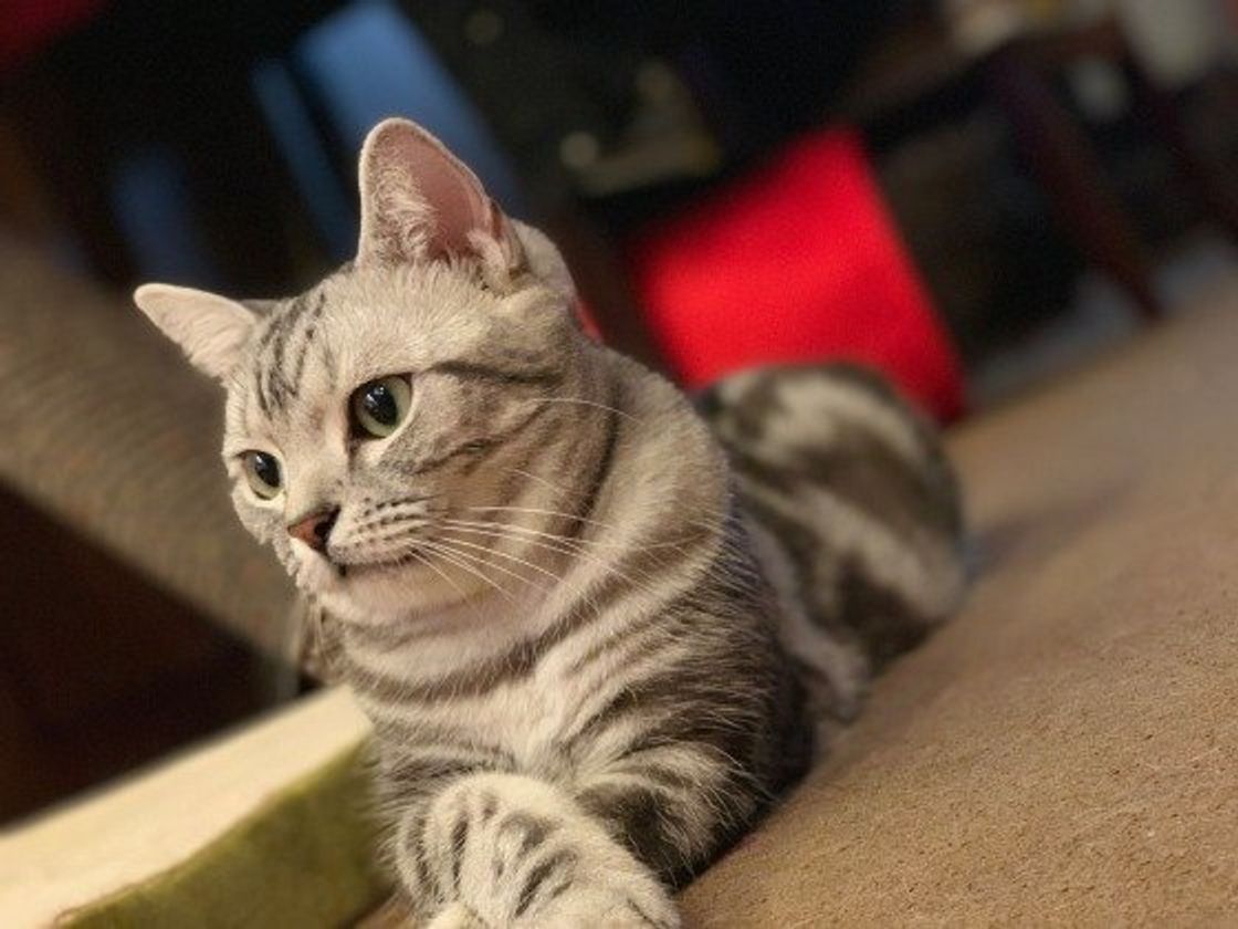 大人気 アメリカンショートヘアの毛柄 毛色のヒミツを探る ねこのきもちweb Magazine 大人気 アメリカンショートヘアの毛柄 毛色のヒミツを探る ねこのきもちweb Magazine