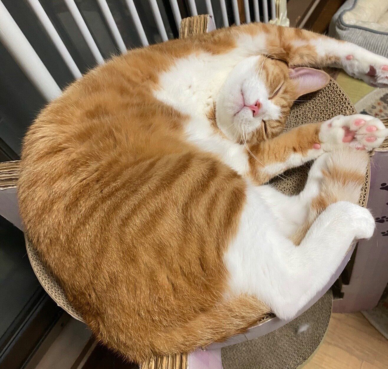 気持ちよさそうに眠るチャイくん