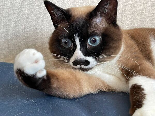 可愛らしいポーズをするみたらしちゃん