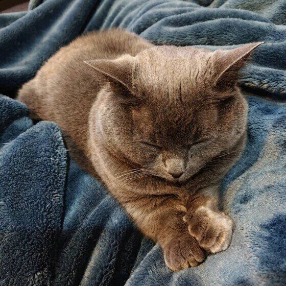 眠そうなマンチカン