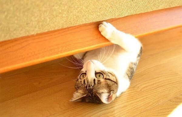 まったりするしゃこちゃん