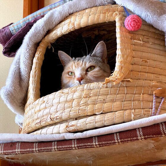 ベッドから覗くスコのモモちゃん